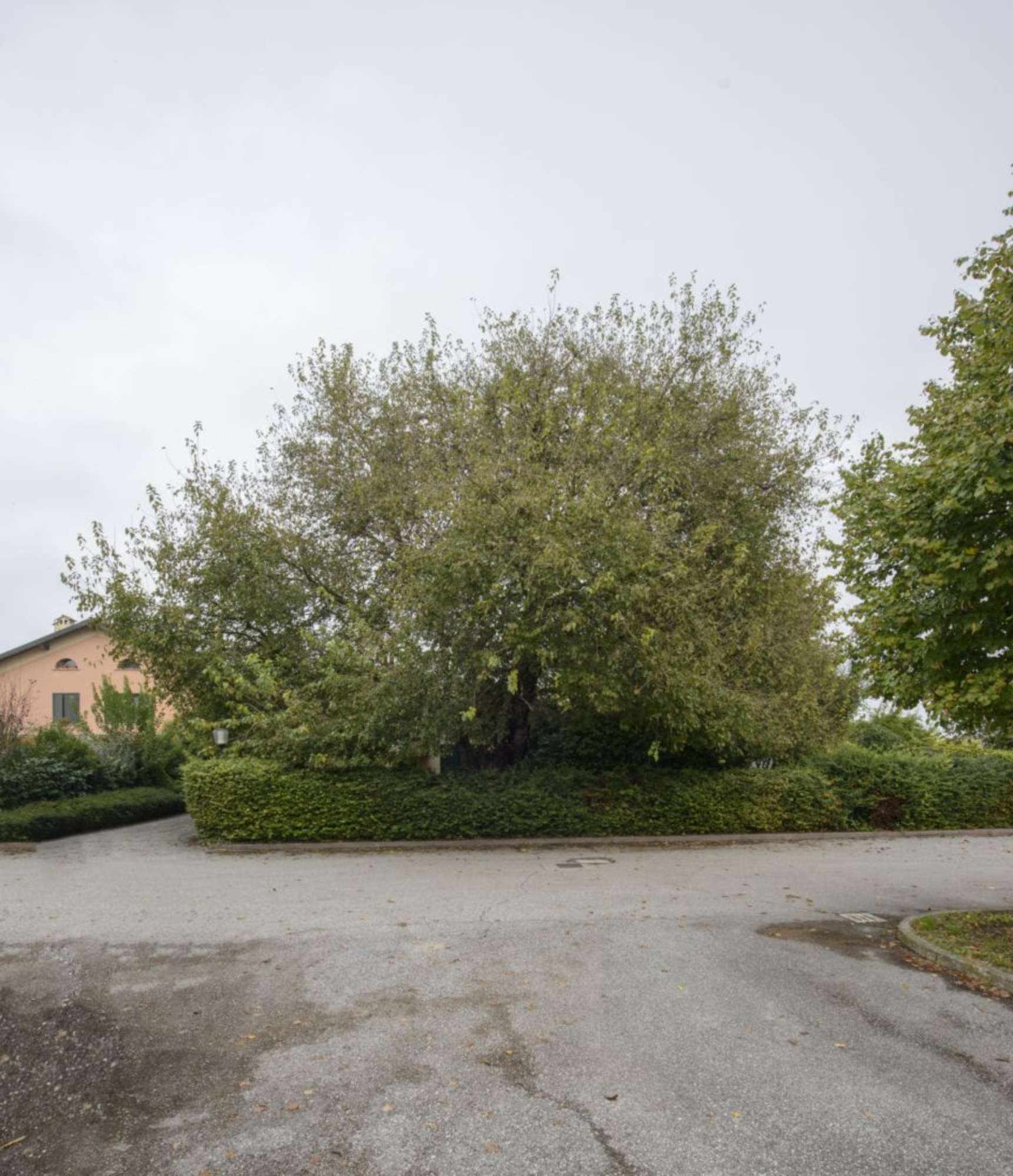 Gelso bianco_Sala Bolognese_SCA4568